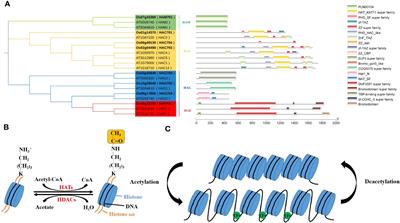Plant responses to abiotic stress regulated by histone acetylation